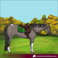 Horse Color:Grullo Tobiano