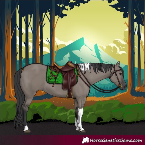 Horse Color:Grullo Tobiano 