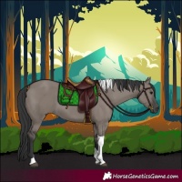 Horse Color:Grullo Tobiano