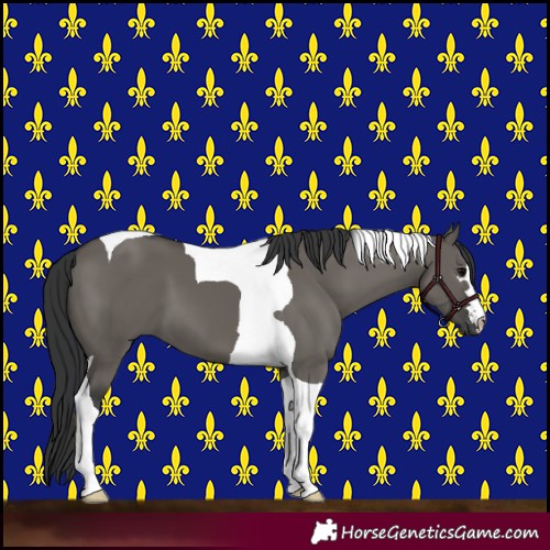 Horse Color:Grullo Tobiano 