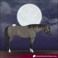 Horse Color:Grullo Tobiano