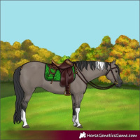 Horse Color:Grullo Tobiano 