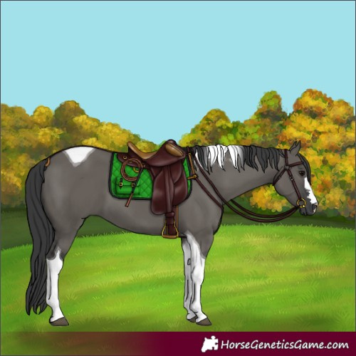 Horse Color:Grullo Tobiano 