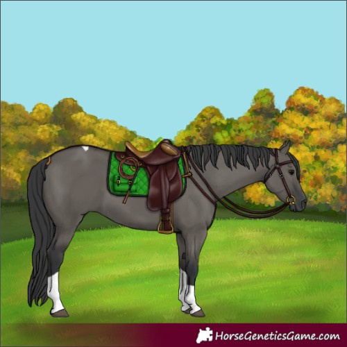 Horse Color:Grullo Tobiano 