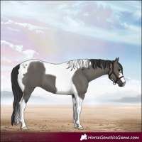 Horse Color:Grullo Tobiano