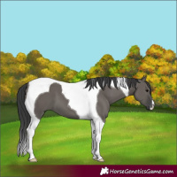 Horse Color:Grullo Tobiano 