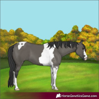 Horse Color:Grullo Tobiano