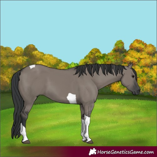 Horse Color:Grullo Tobiano 