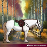 Horse Color:Gray Chestnut 