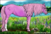 Horse Color:Watercolor Bay 
