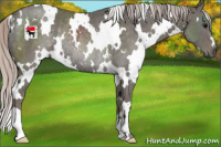 Horse Color:White Spotted Silver Black Rabicano 