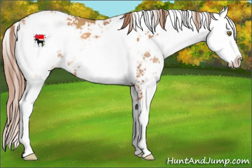 Horse Color:Gold Champagne Sabino 