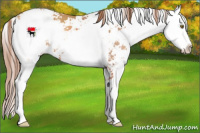 Horse Color:Gold Champagne Sabino 