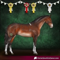 Horse Color:Bay Sabino Tobiano 