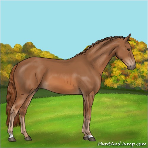Horse Color:Chestnut 
