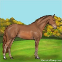 Horse Color:Chestnut 