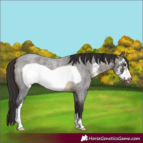 Horse Color:Buckskin Roan Sabino Frame