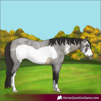 Horse Color:Buckskin Roan Sabino Frame