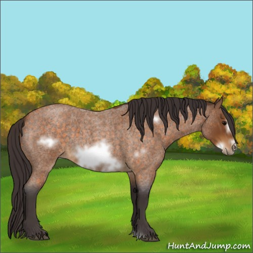 Horse Color:Buckskin Roan Sabino Frame 
