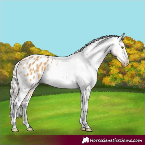 Horse Color:Silver Buckskin Dun Appaloosa 