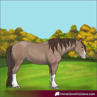 Horse Color:Classic Champagne Splash 