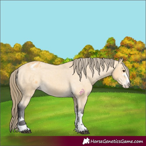Horse Color:Buckskin Appaloosa 