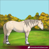 Horse Color:Buckskin Appaloosa 