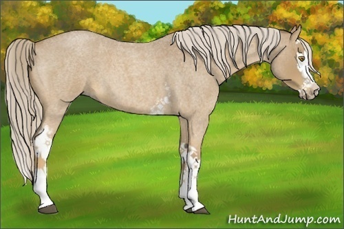 Horse Color:White Spotted Palomino Roan Splash 