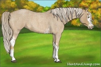 Horse Color:White Spotted Palomino Roan Splash 