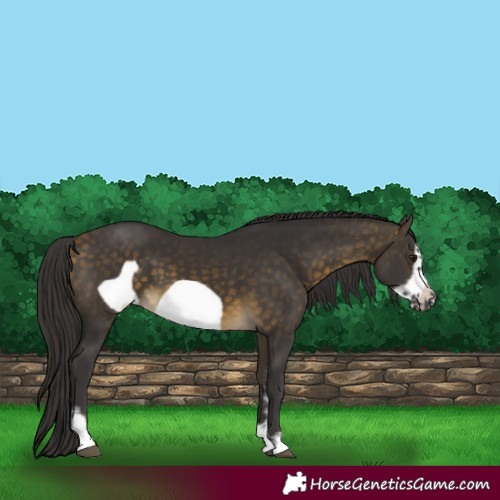 Horse Color:Buckskin Sabino Frame 