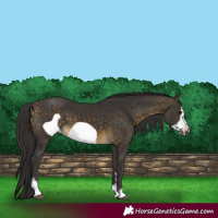 Horse Color:Buckskin Sabino Frame 