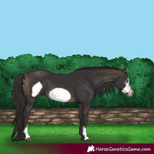 Horse Color:Buckskin Sabino Frame