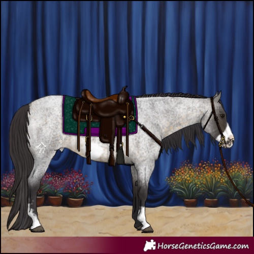 Horse Color:Buckskin Roan Sabino Frame 