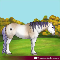 Horse Color:Gray Painted Buckskin Dun Splash 