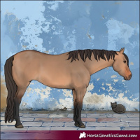 Horse Color:Bay Dun 
