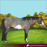 Horse Color:Buckskin Roan Sabino Frame 
