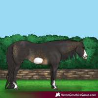 Horse Color:Buckskin Sabino Frame 