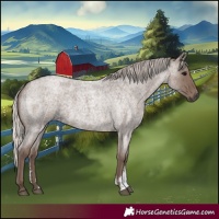 Horse Color:Silver Blue Roan Sabino 