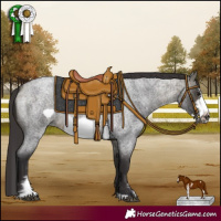 Horse Color:Buckskin Roan Sabino Frame 