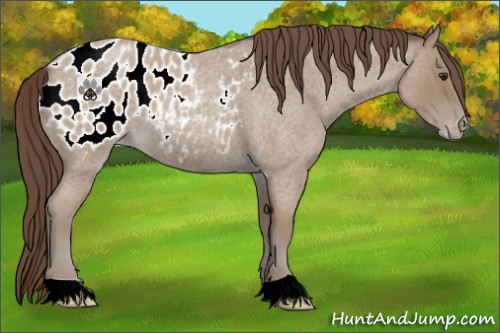 Horse Color:Classic Champagne Roan Appaloosa 