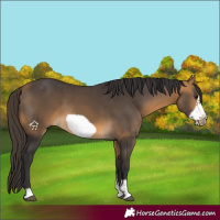 Horse Color:Buckskin Sabino Frame