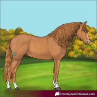 Horse Color:Chestnut 