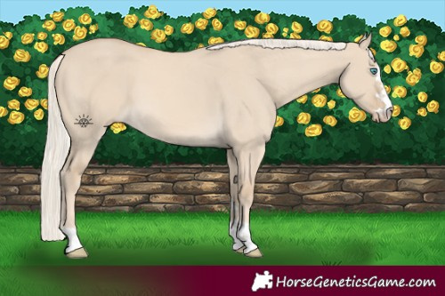 Horse Color:Cremello Dun