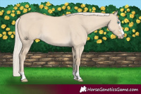 Horse Color:Cremello Dun 