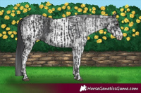 Horse Color:Black and White Spotted Black