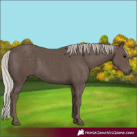 Horse Color:Silver Black Sabino Rabicano 