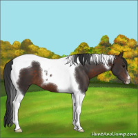 Horse Color:Brown Tobiano 