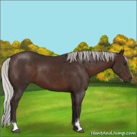 Horse Color:Silver Brown Sabino 