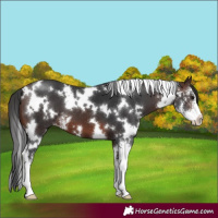 Horse Color:White Spotted Brown Sabino 