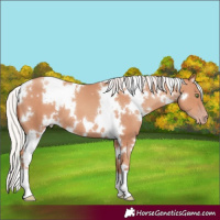 Horse Color:White Spotted Silver Amber Champagne 